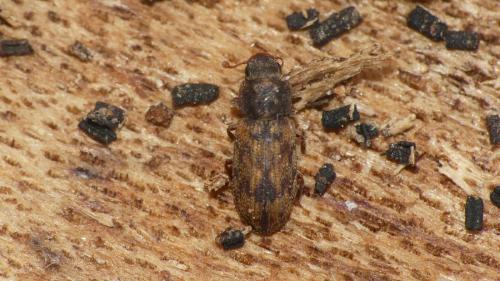 Synchita undata